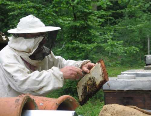 Honey Bees and Veterans: A Winning Combination
