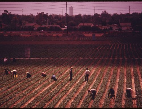 Farmworkers: Five Lessons Learned In The Field