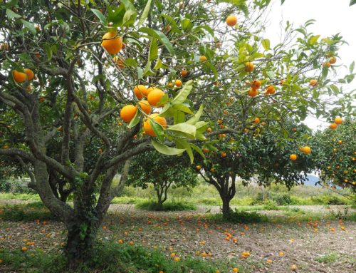 Growers Find Ally in Emergency Citrus Disease Response Act